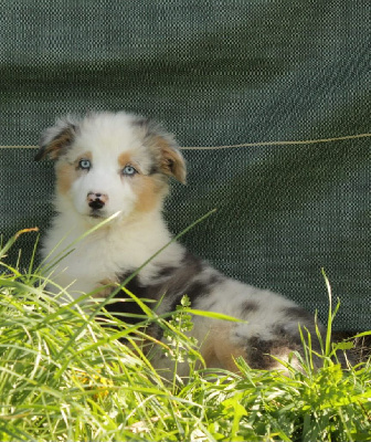 Les chiots de Berger Australien