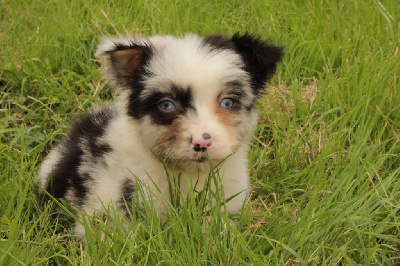 Les chiots de Berger Australien