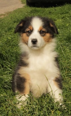 Les chiots de Berger Australien