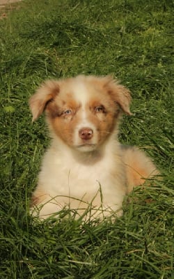 Les chiots de Berger Australien