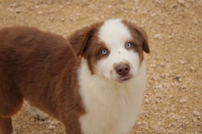 Les chiots de Berger Australien