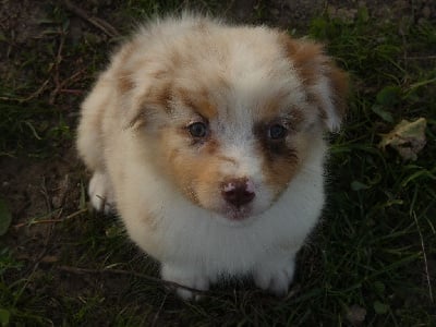 Les chiots de Berger Australien