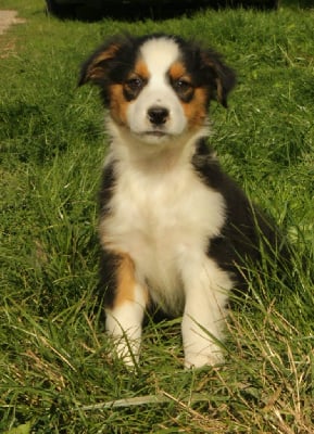 Les chiots de Berger Australien