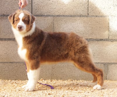 Les chiots de Berger Australien