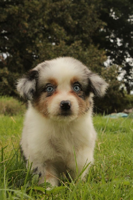 Les chiots de Berger Australien