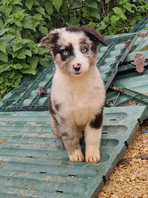 Les chiots de Berger Australien