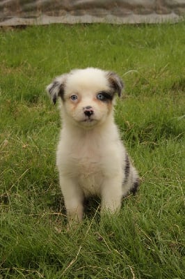 Les chiots de Berger Australien