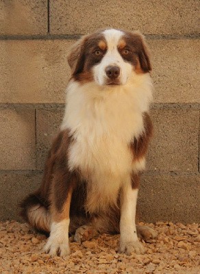 Mon gentil loulou calme et tranquille.
Il est discret et apaisant.
Une main de fer au gant de velours sera bien pour lui.
facilité de paiement