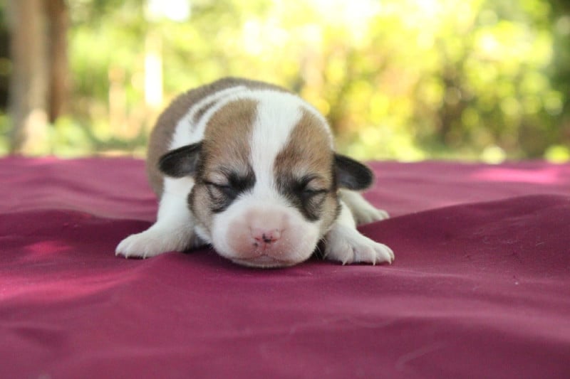 Welsh Corgi Pembroke - Du Domaine Du Clos Australien