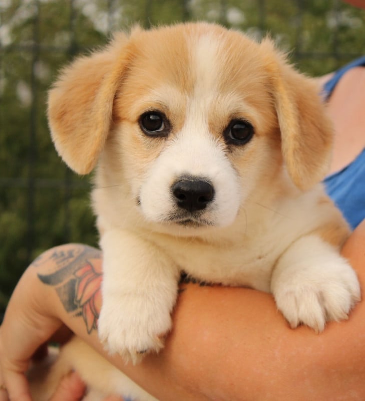 Welsh Corgi Pembroke - Du Domaine Du Clos Australien