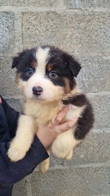 Berger Américain Miniature  - Du Domaine Du Clos Australien