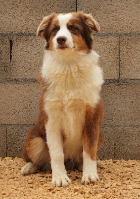 "Evy"
Evy est une petite femelle rouge tricolore queue courte toute douce et calme, elle aura besoin de quelqu'un de patient ^^ et d'investie pour référent
Plus d'informations directement par téléphone
06 01 01 14 37