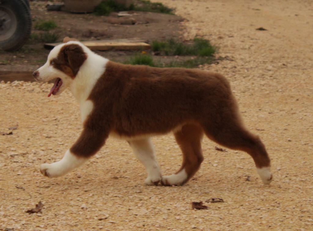 A native american mohaves