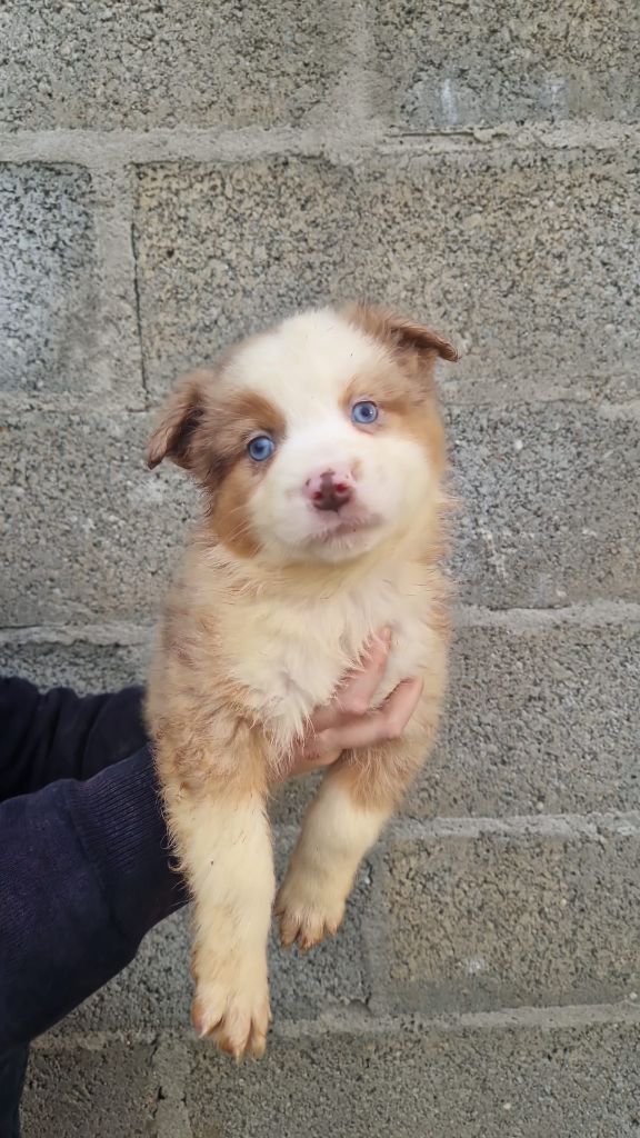 Always happy - Berger Américain Miniature 