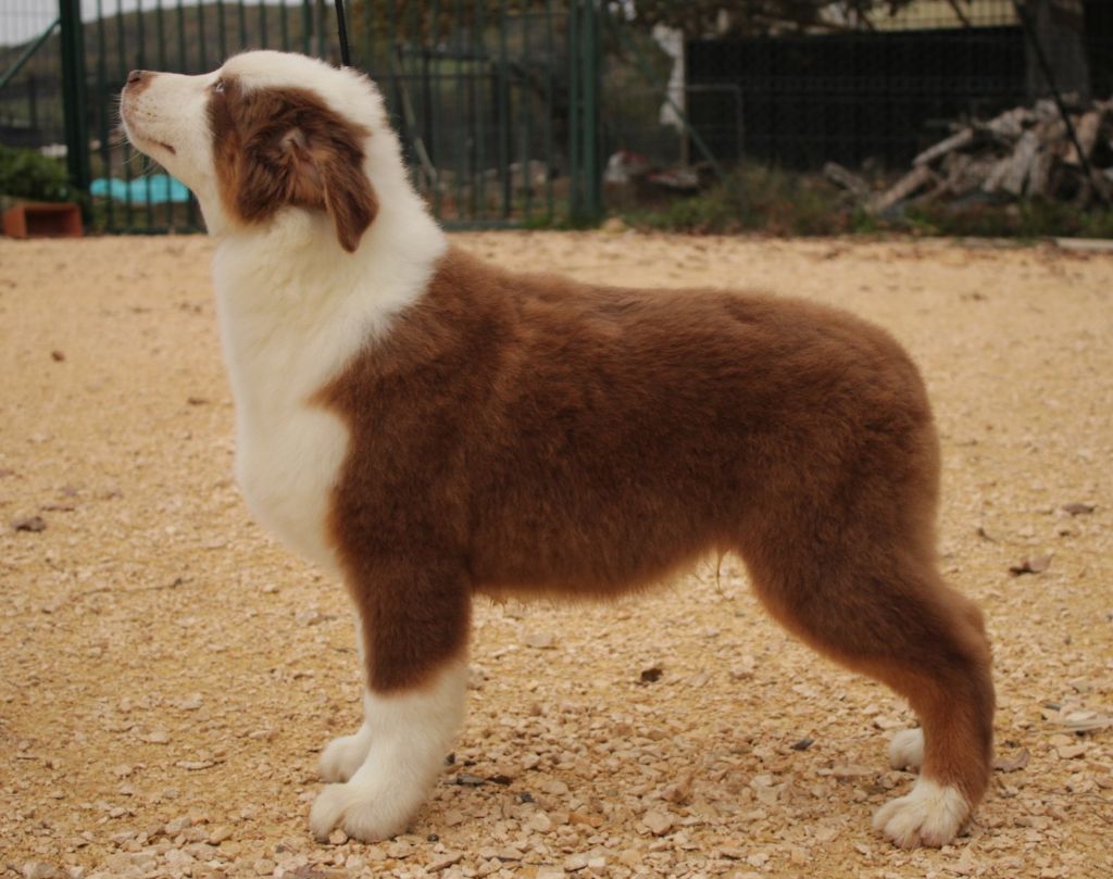 A native american mohaves