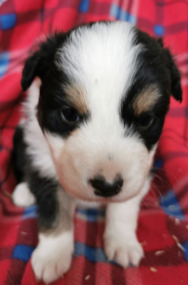 CHIOT - Berger Australien
