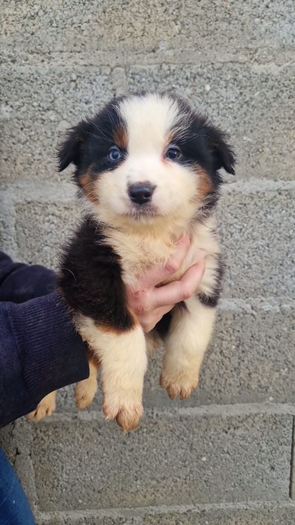 After you - Berger Américain Miniature 