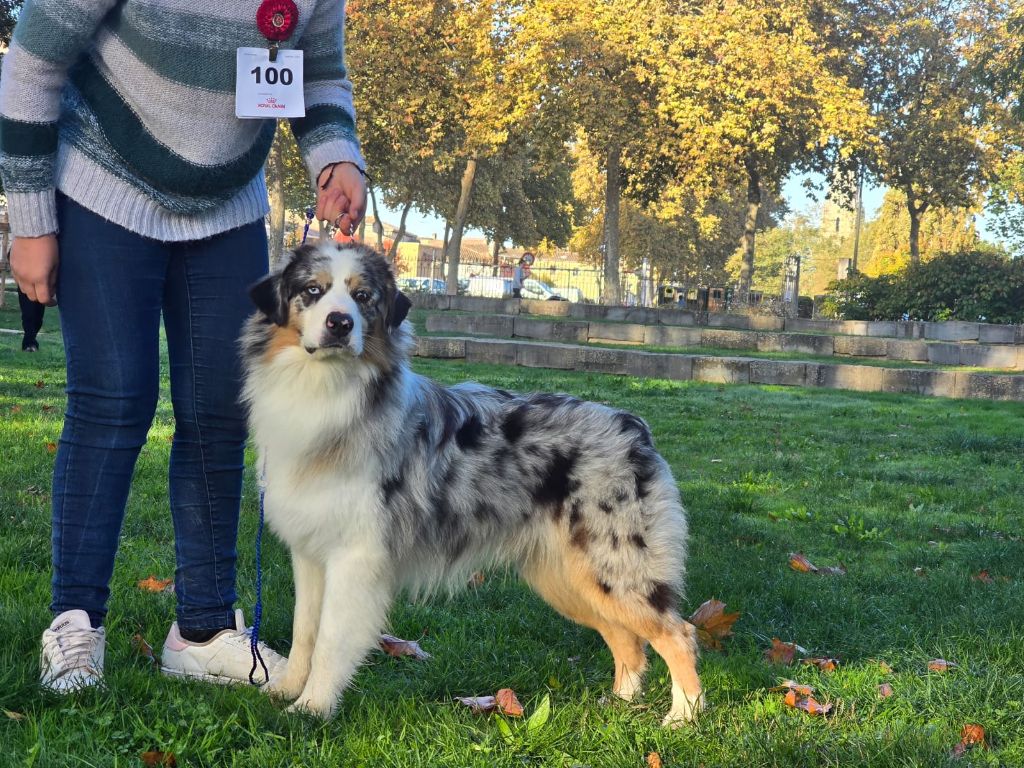 Grey chrystal light - 3eme Excellent