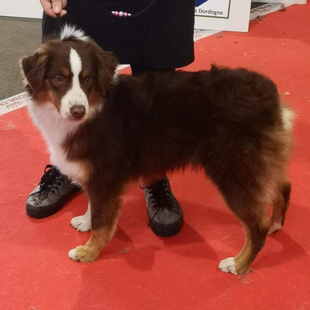 moonbaby's Sweety pretty of my heart - Très prometteur en puppy