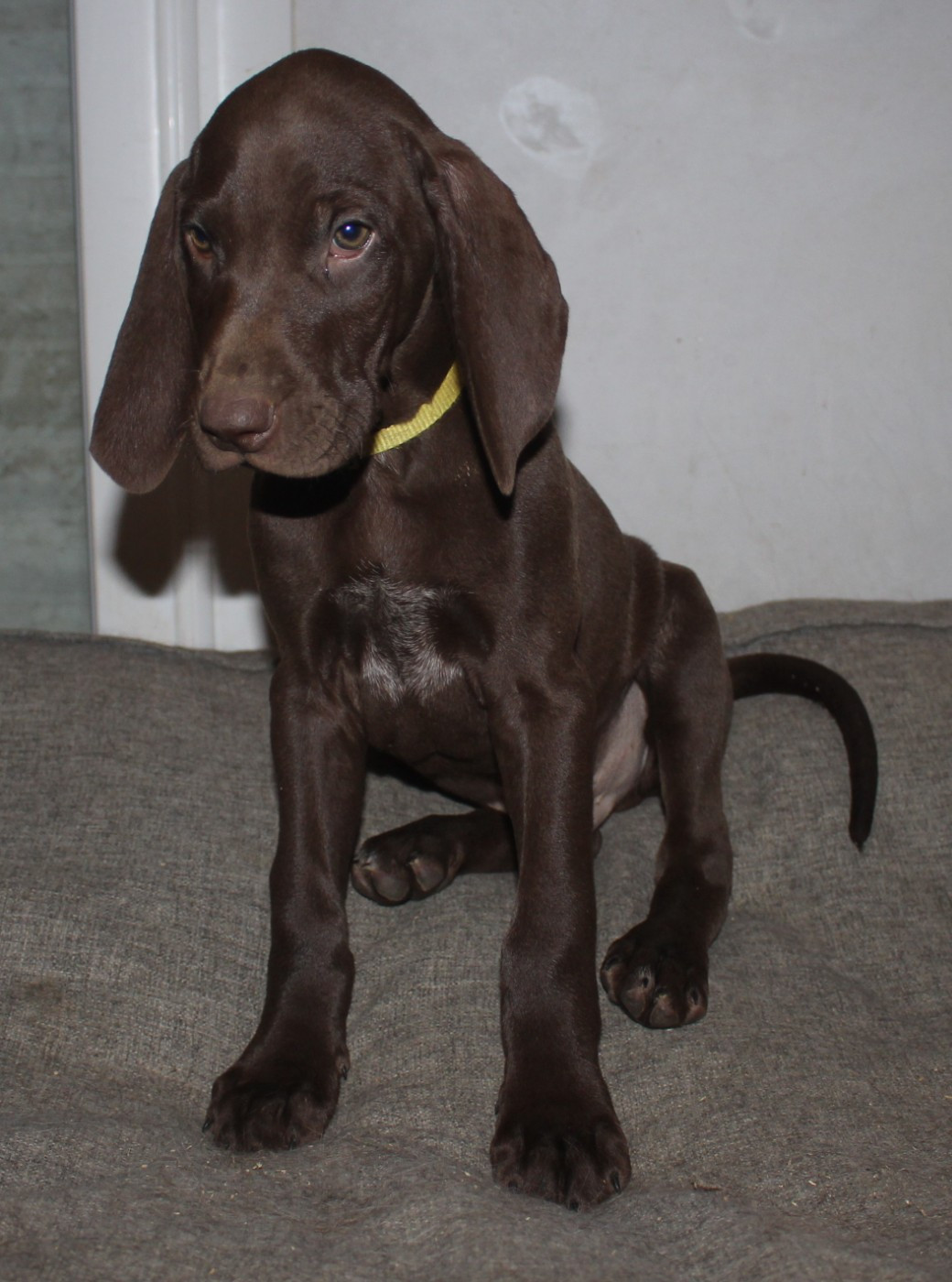 Collier jaune - Abarth