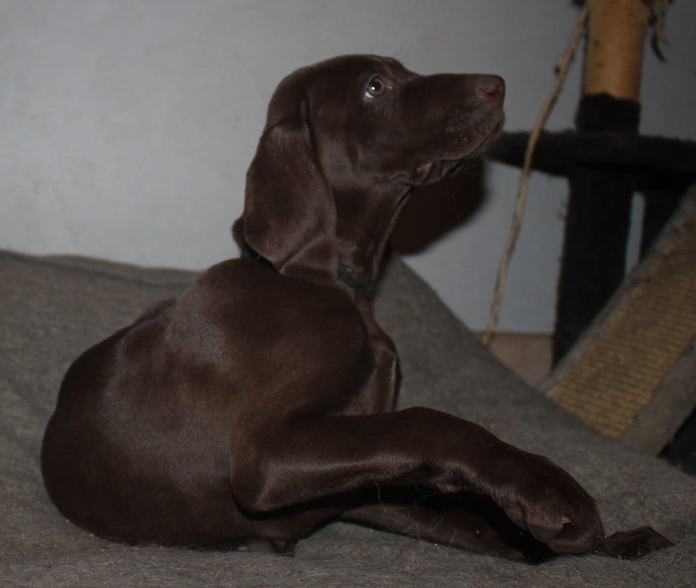 Collier noir - Alpine dit Suzette