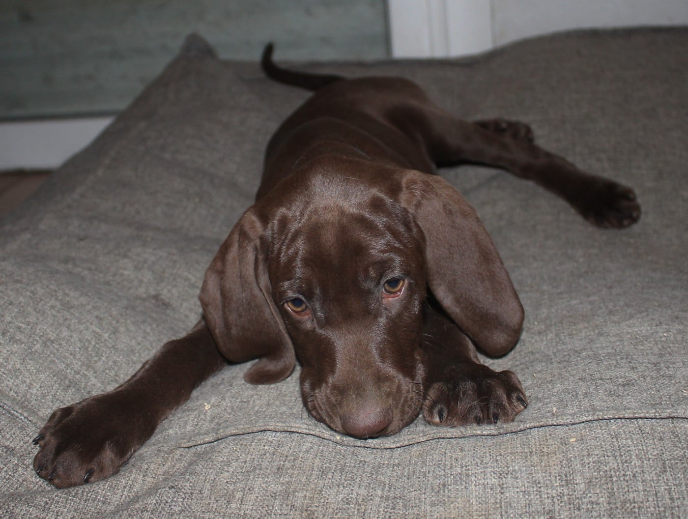 Collier noir - Alpine dit Suzette