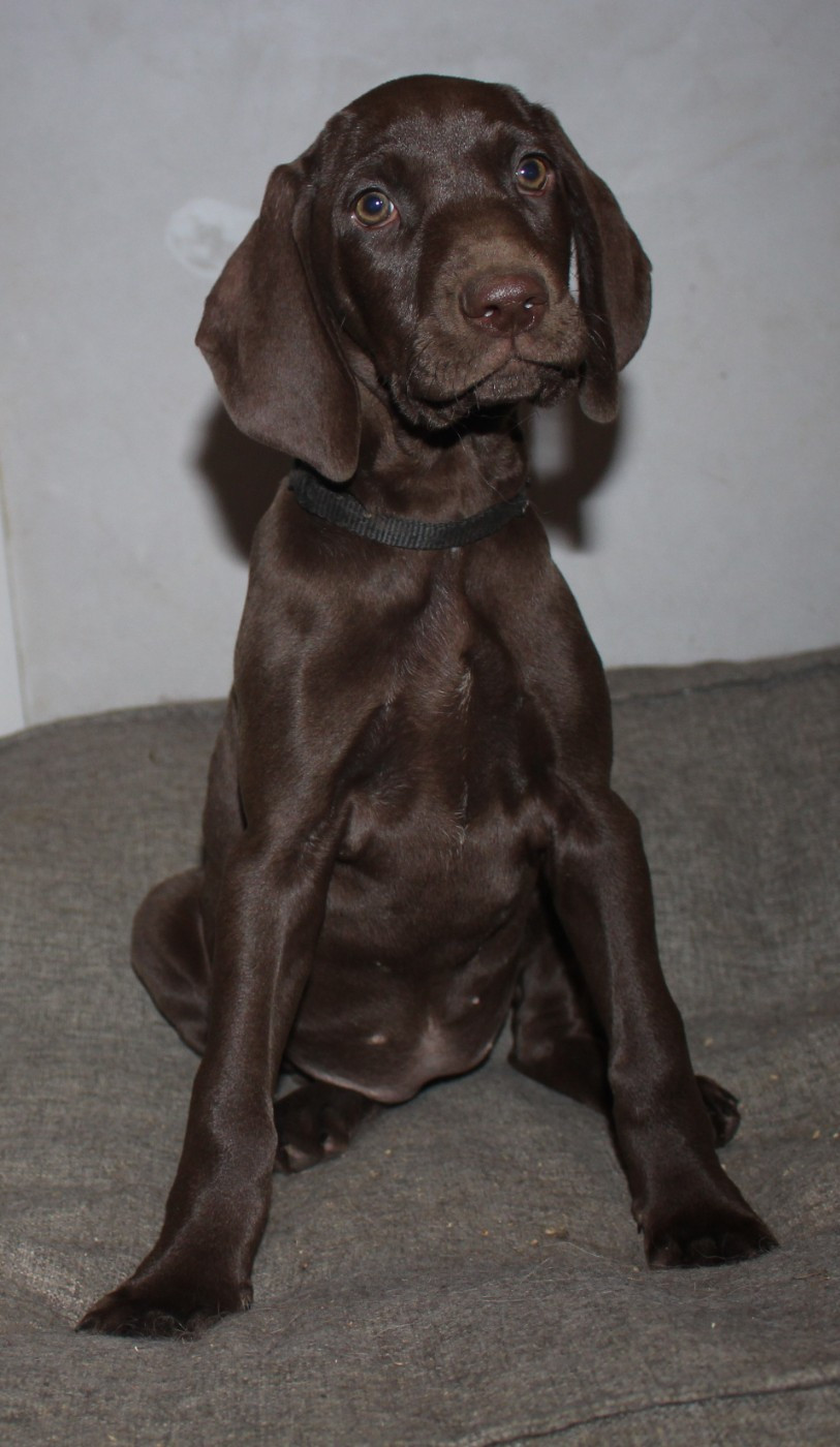 Collier noir - Alpine dit Suzette