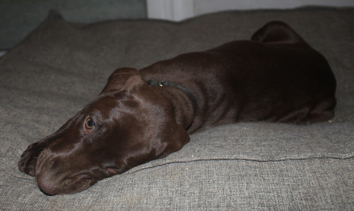 Collier noir - Alpine dit Suzette