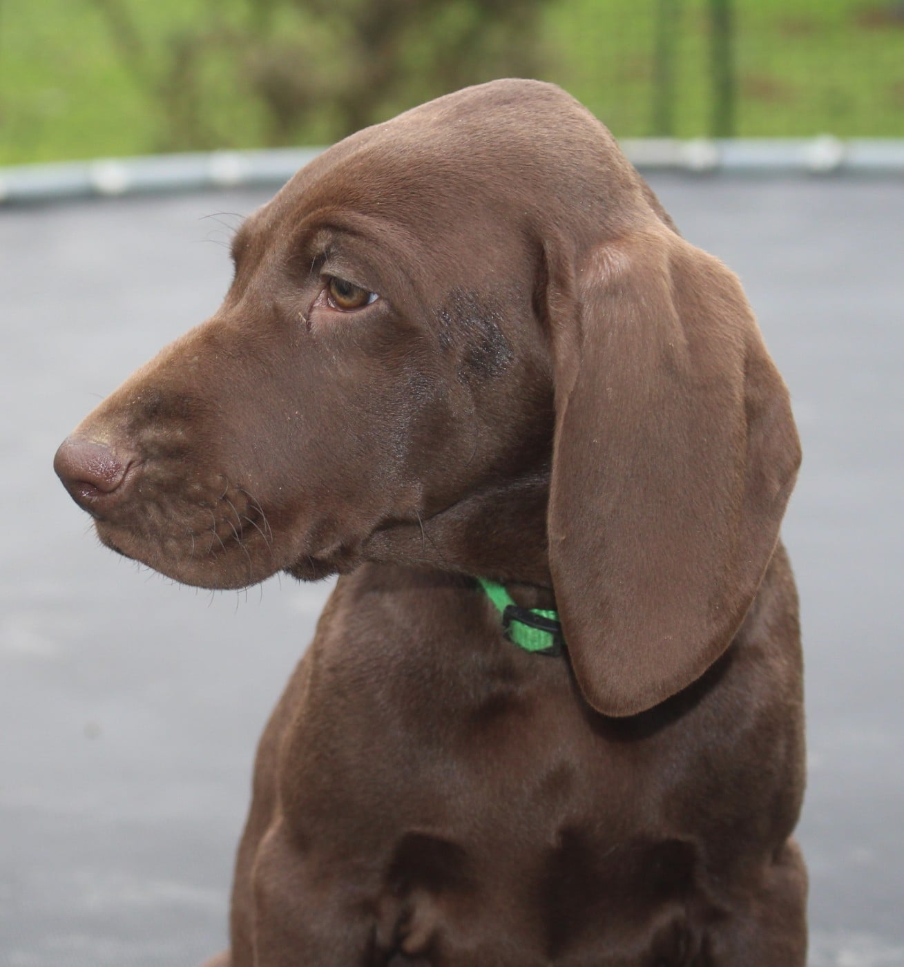 Collier vert - Aurus