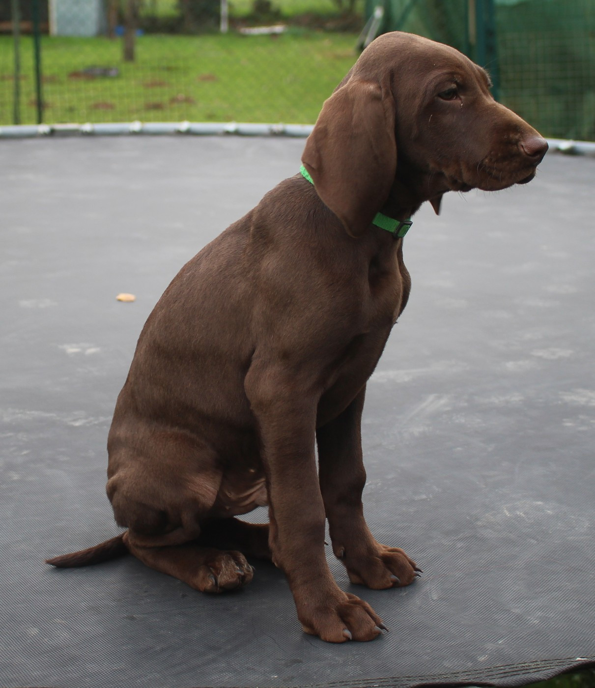 Collier vert - Aurus