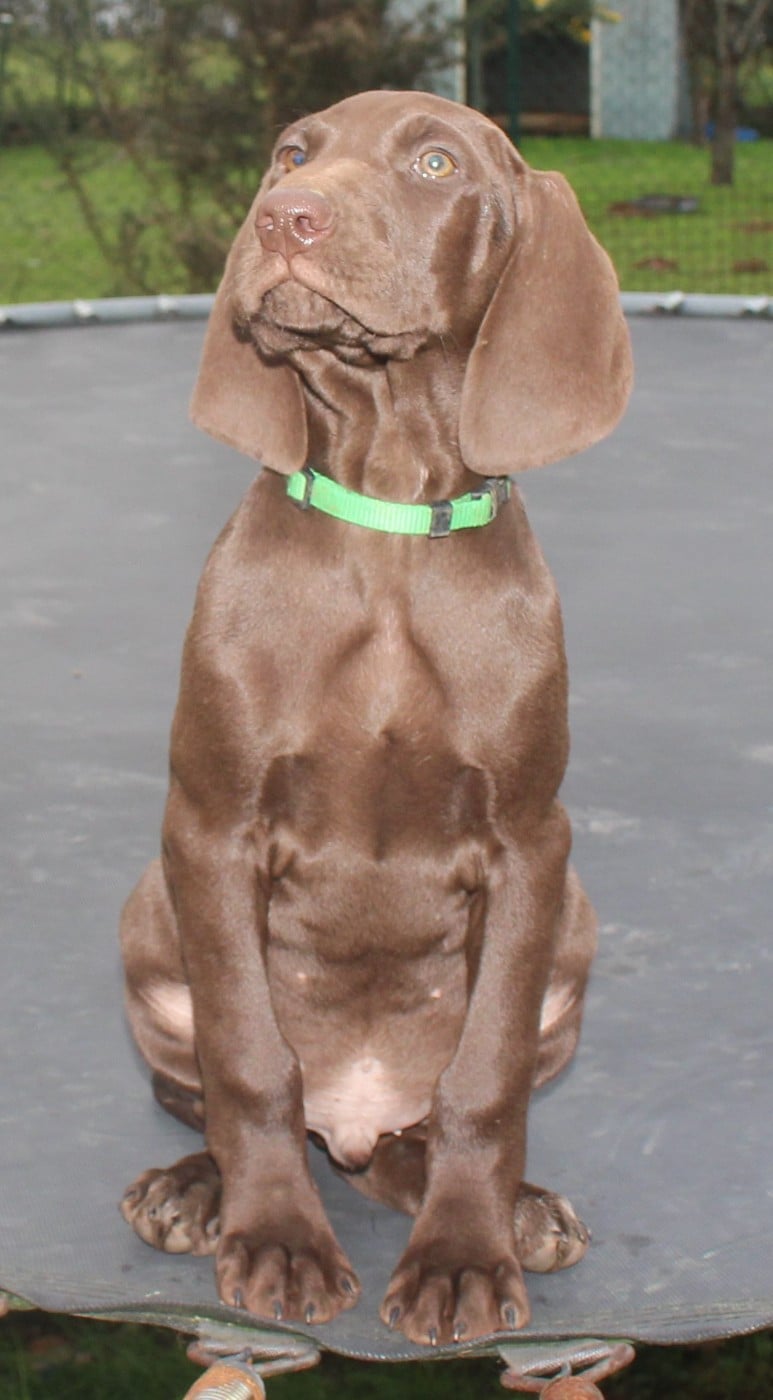 Collier vert - Aurus