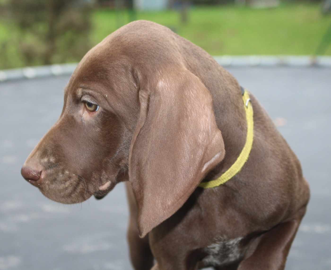 Collier jaune - Abarth