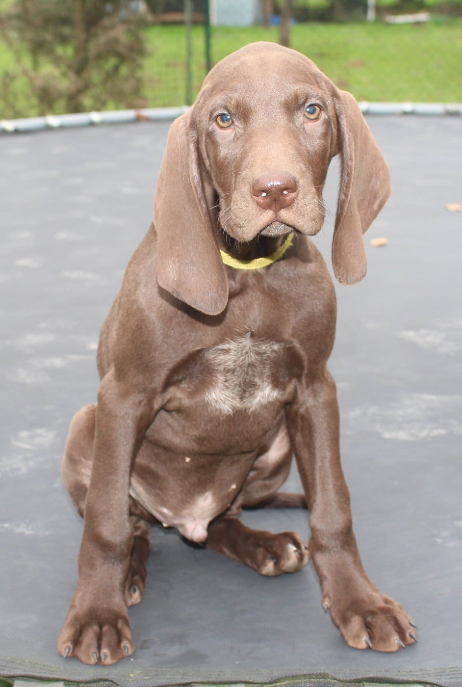 Collier jaune - Abarth