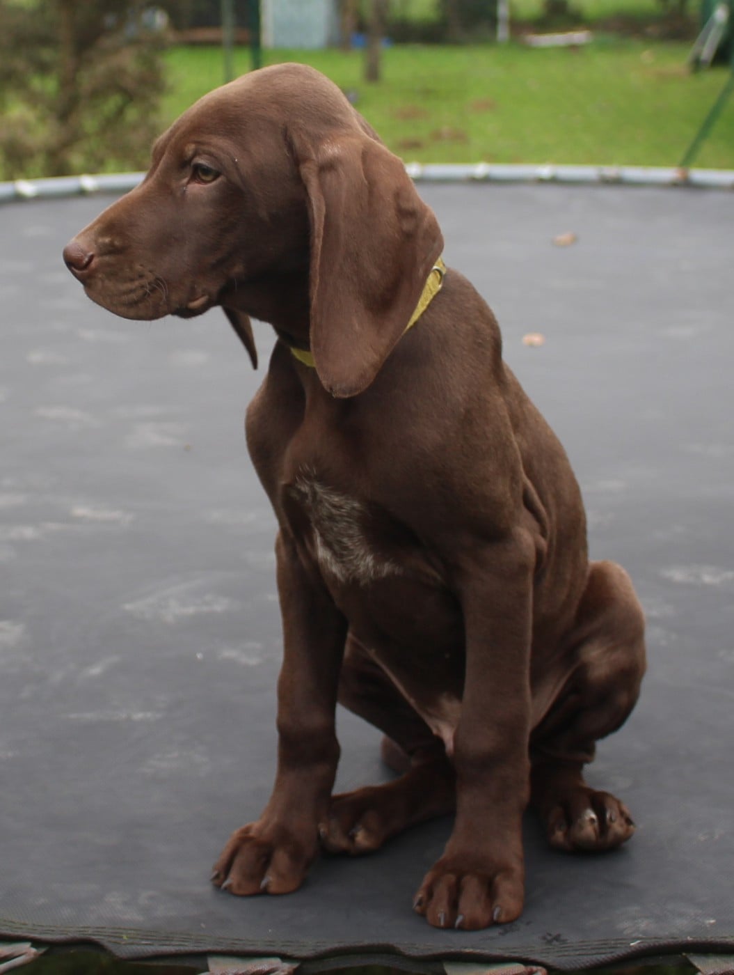 Collier jaune - Abarth
