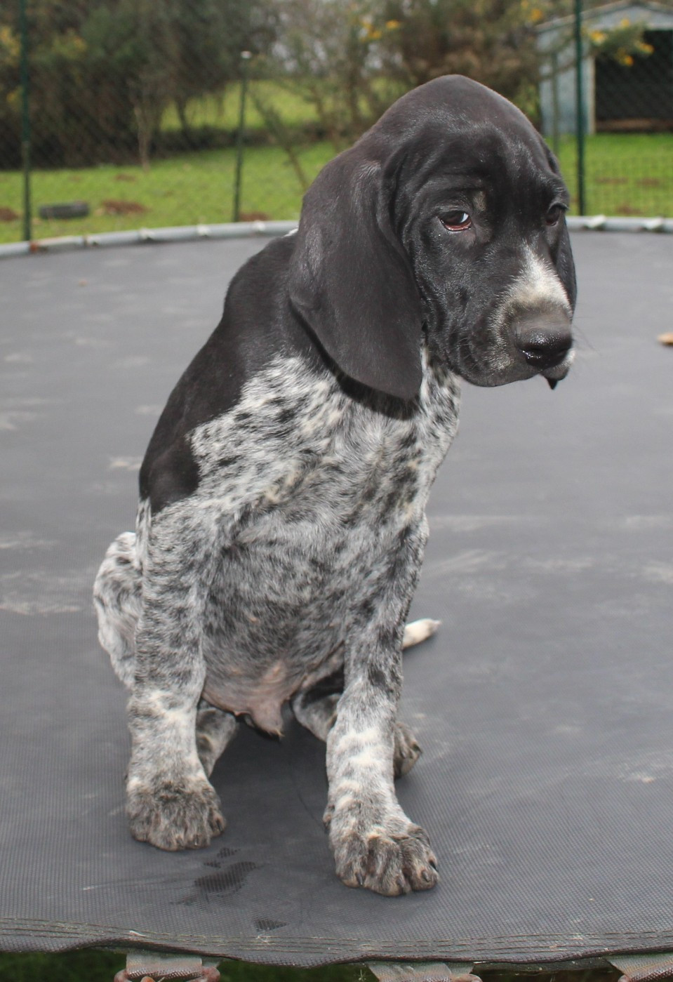 Collier marron - Austin