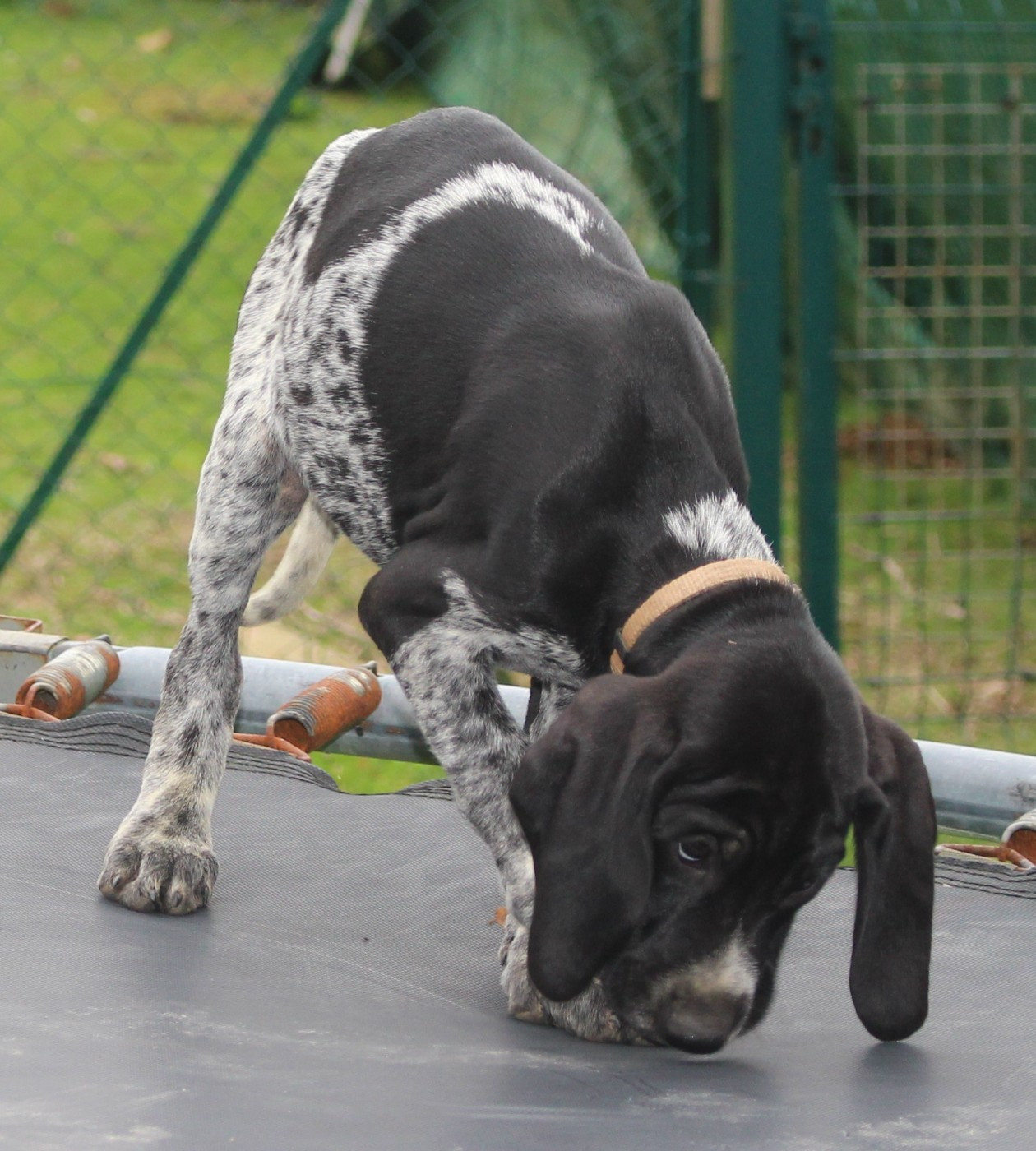Collier marron - Austin