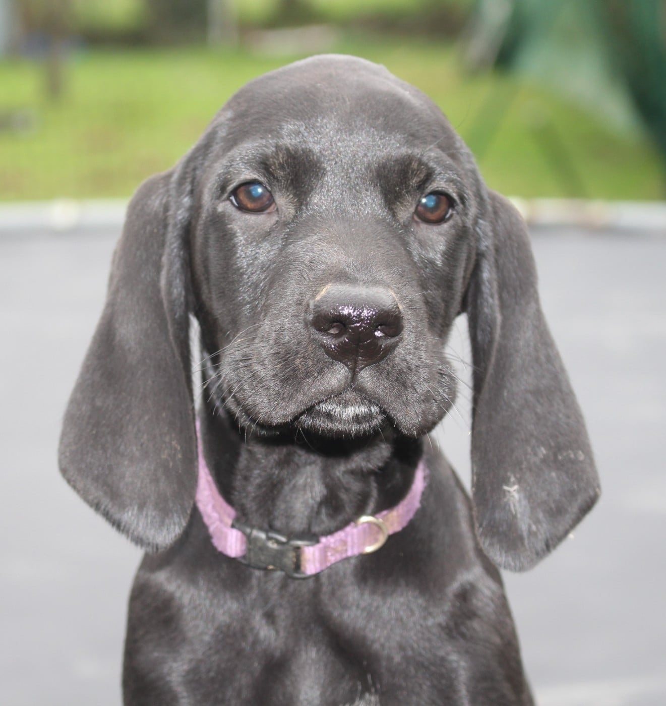 Collier violet - Acura