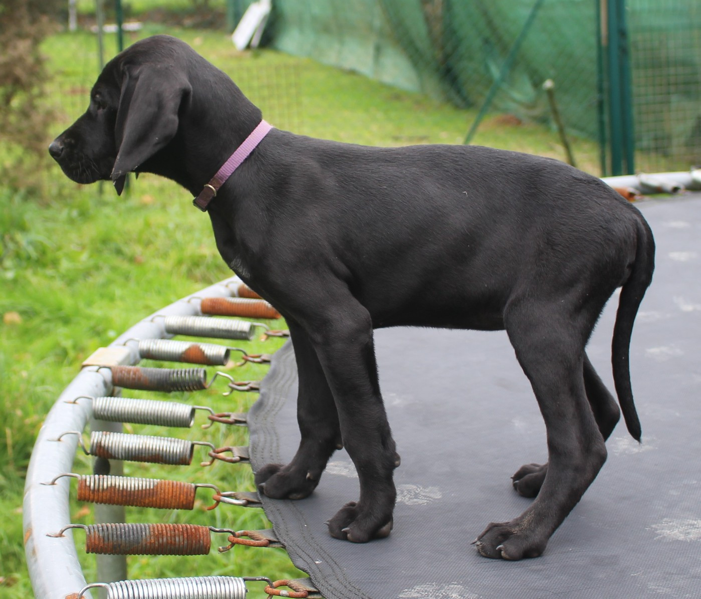 Collier violet - Acura