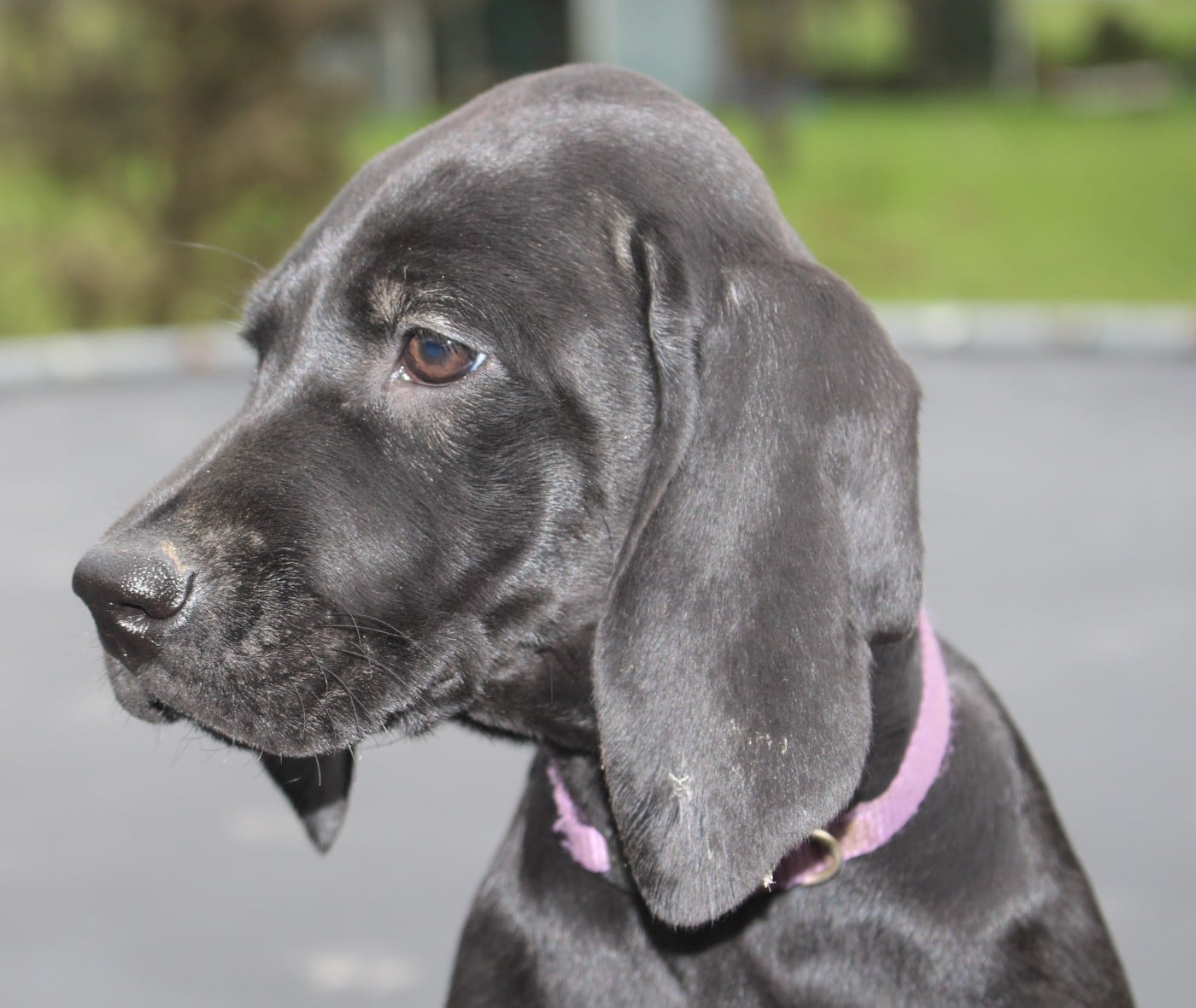 Collier violet - Acura