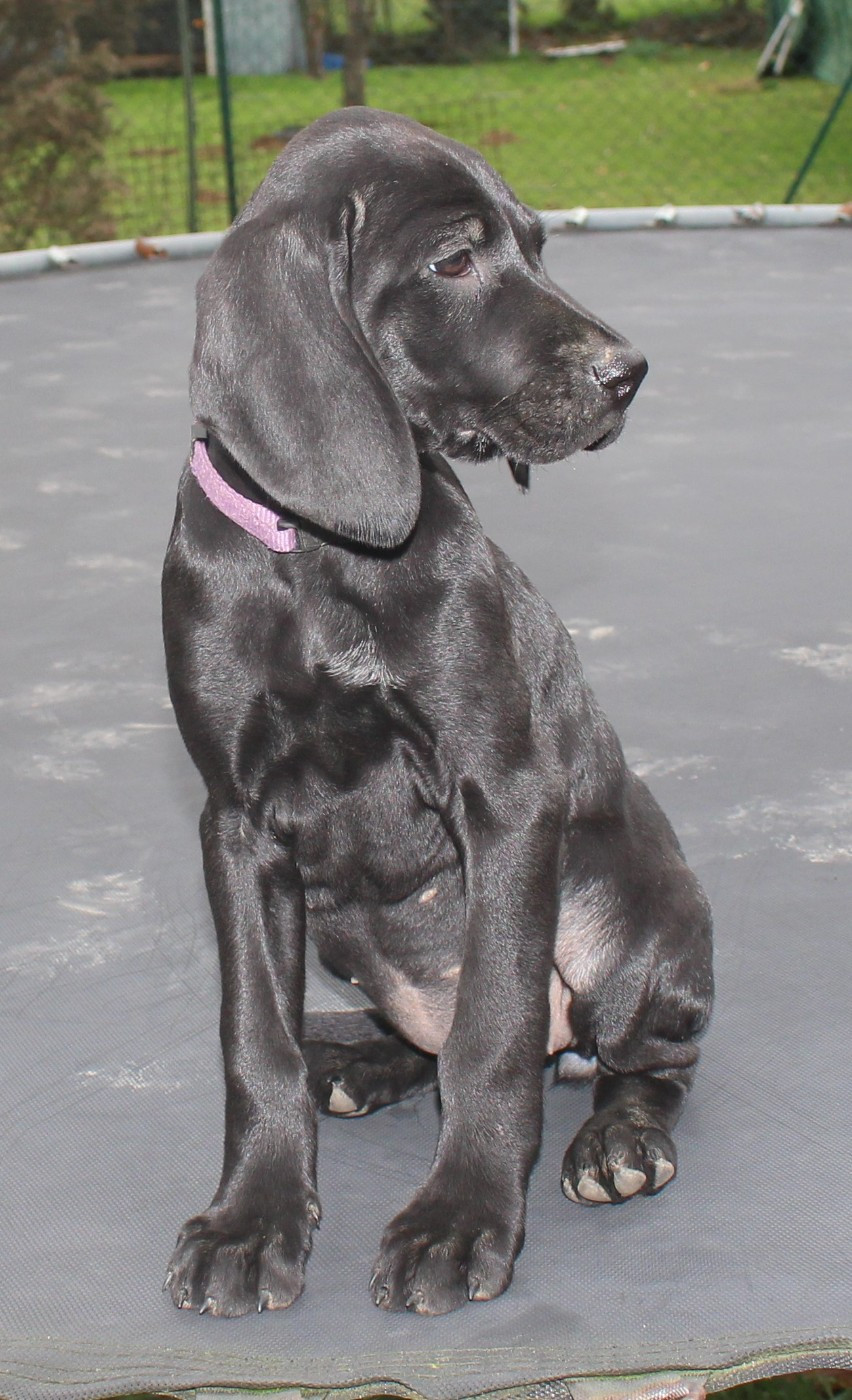 Collier violet - Acura