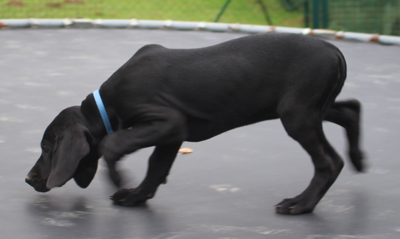 Collier bleu - Ascari