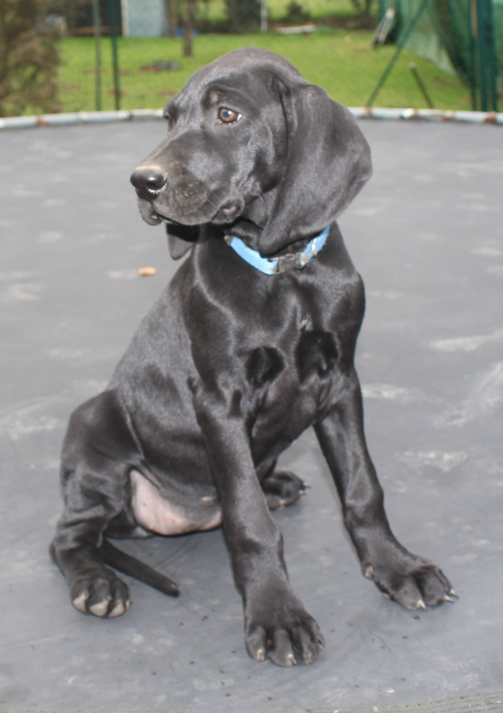 Collier bleu - Ascari