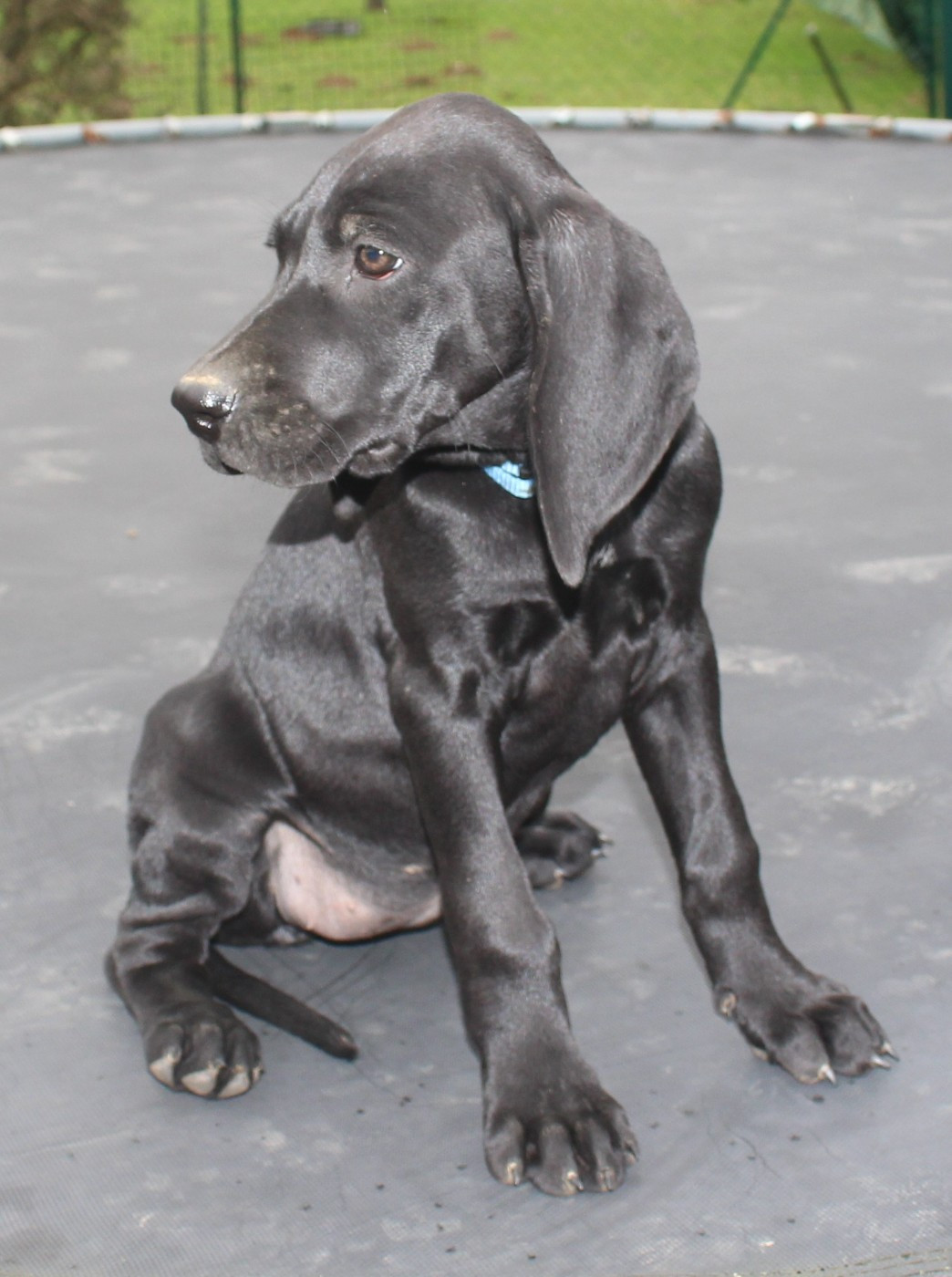 Collier bleu - Ascari