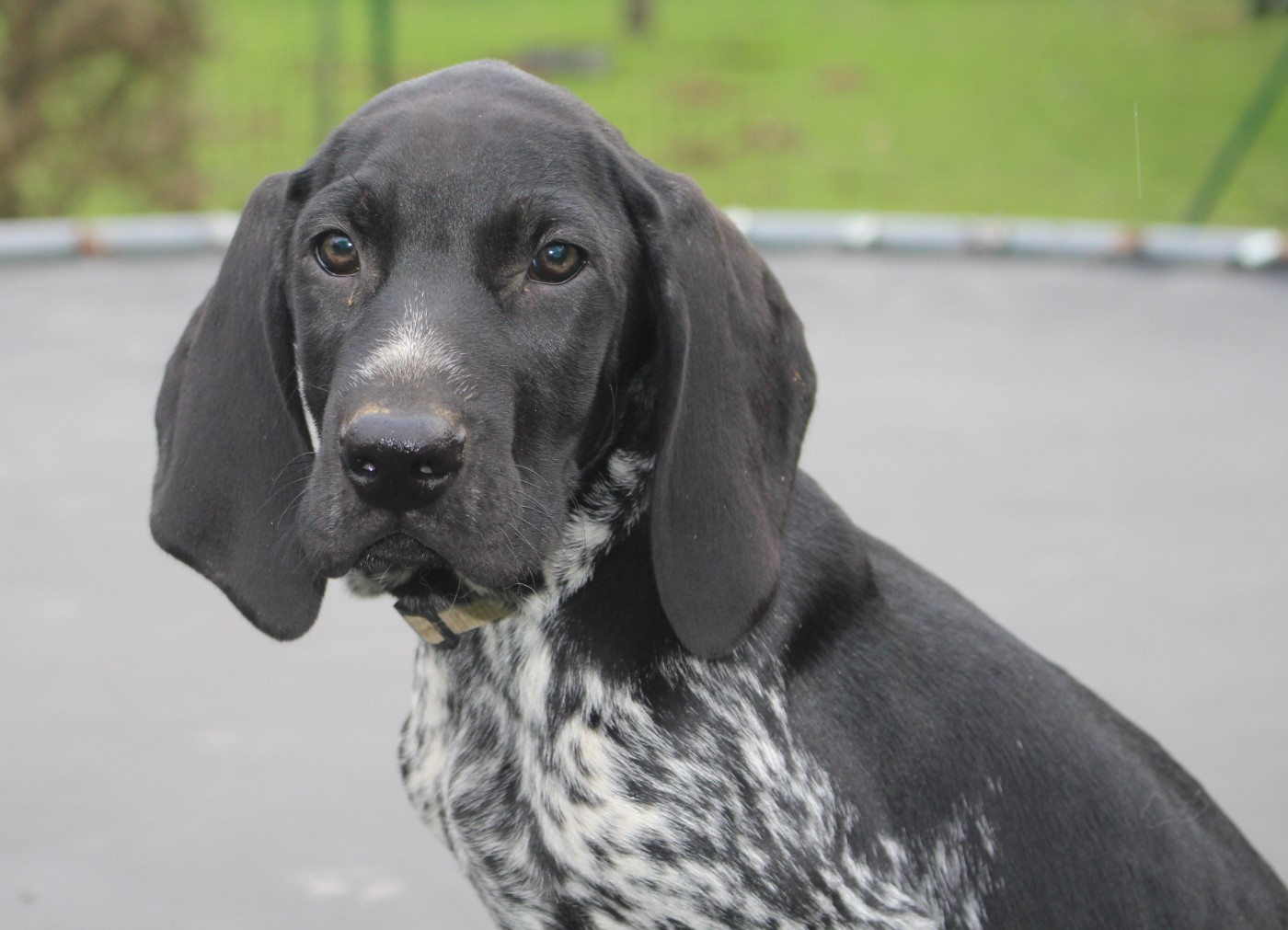 Collier gris - Apollo