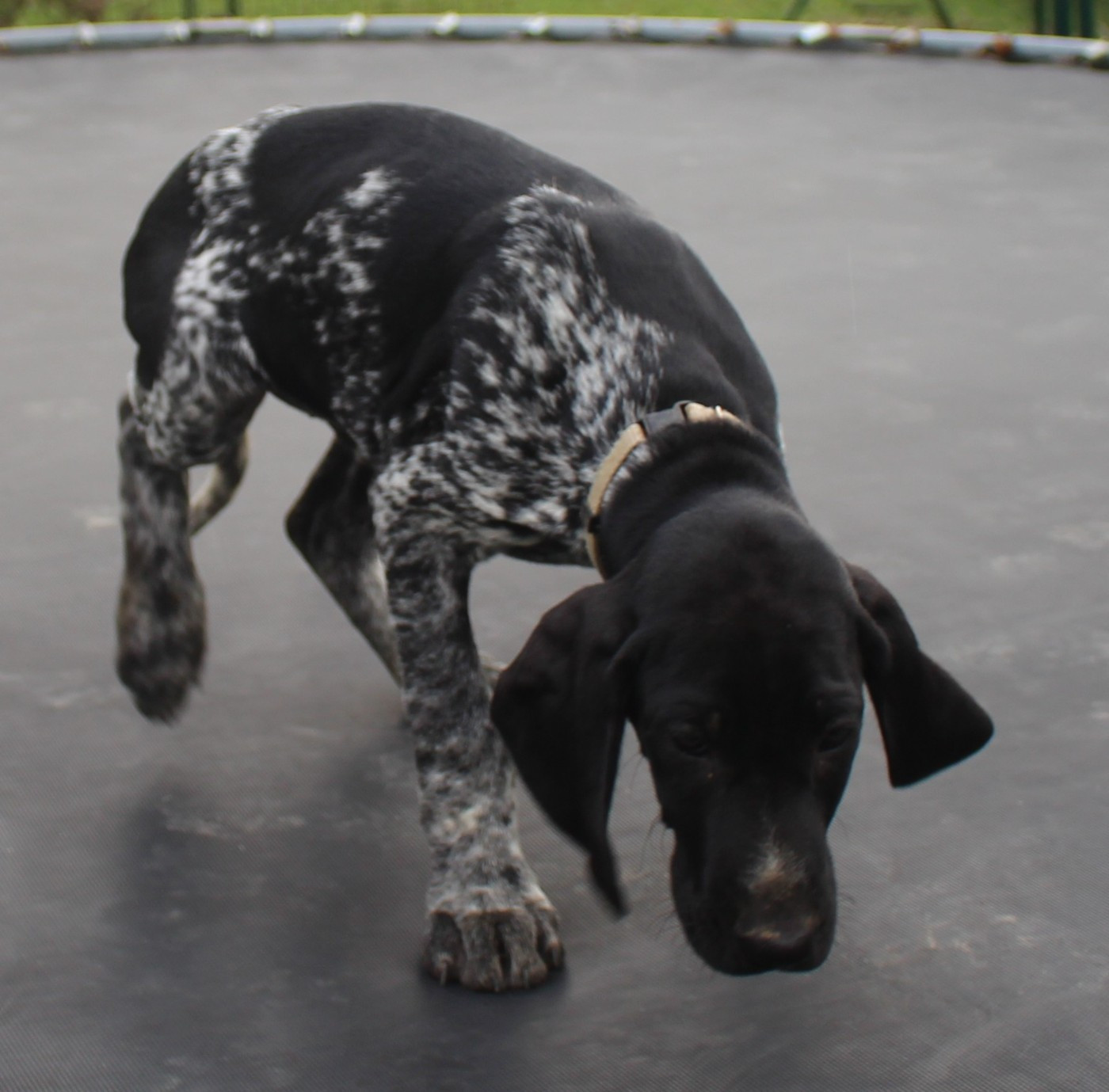 Collier gris - Apollo