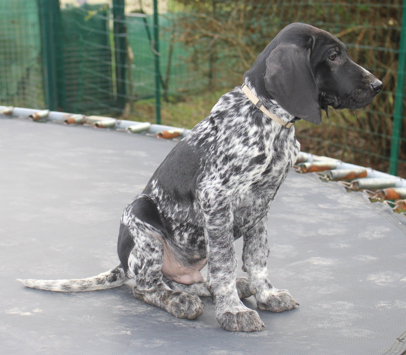 Collier gris - Apollo