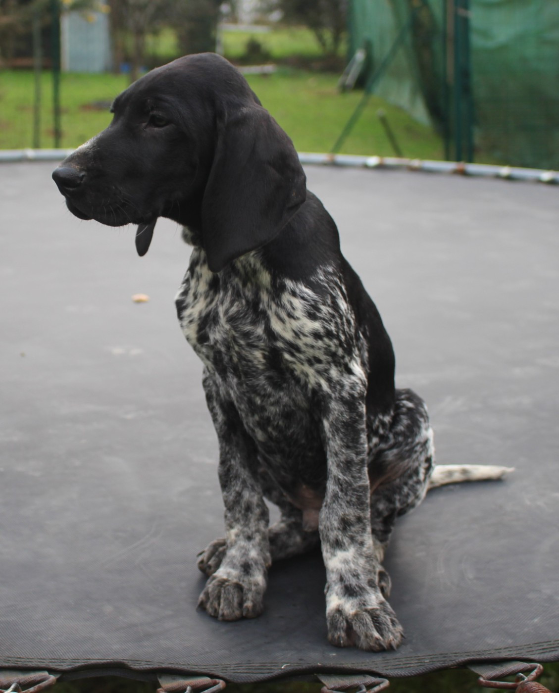 Collier gris - Apollo