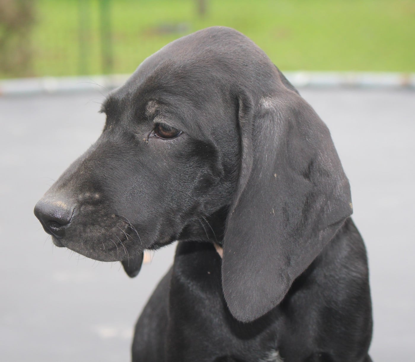 Collier rose bonbon - Avanti dit Alba