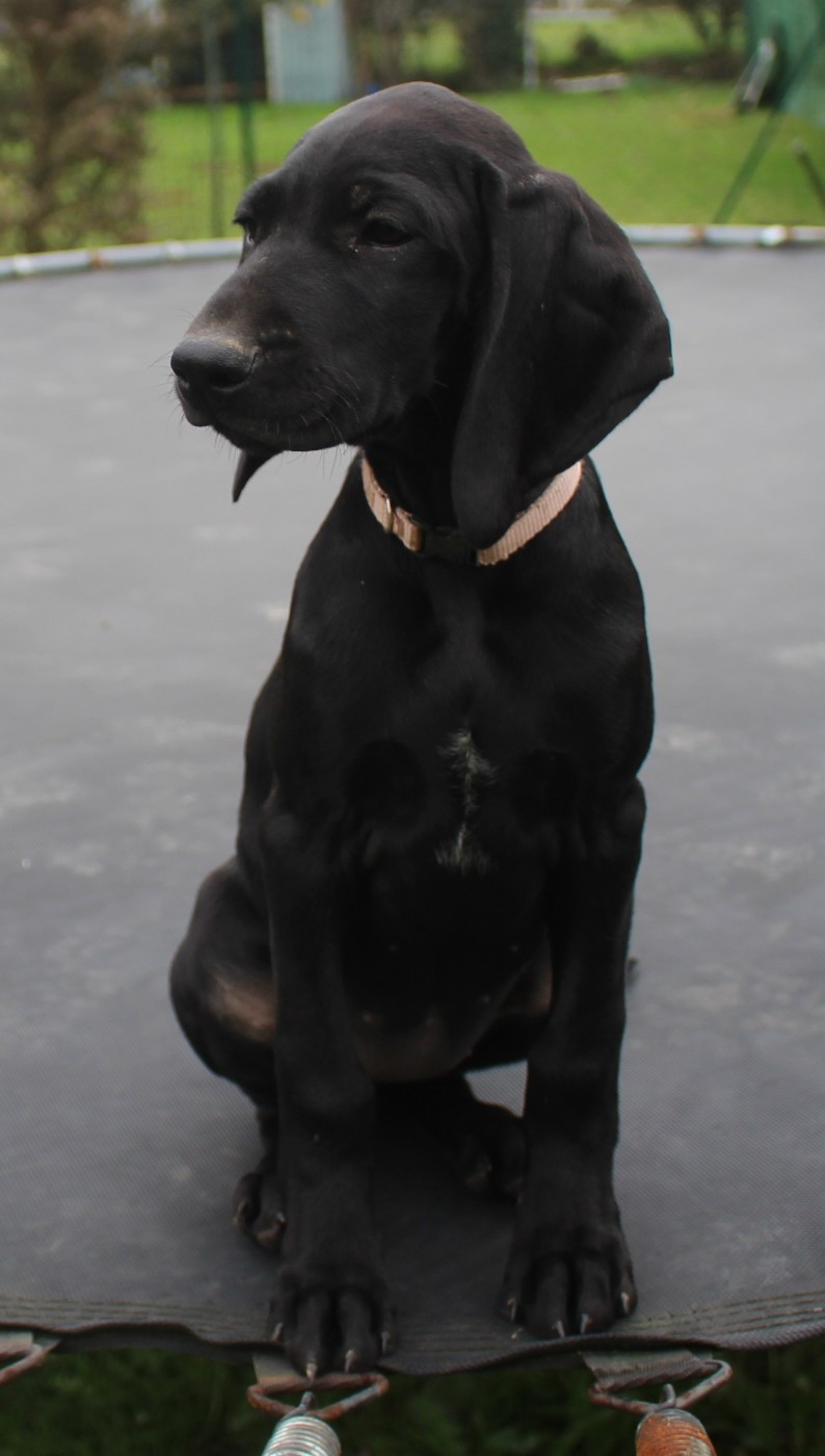 Collier rose bonbon - Avanti dit Alba