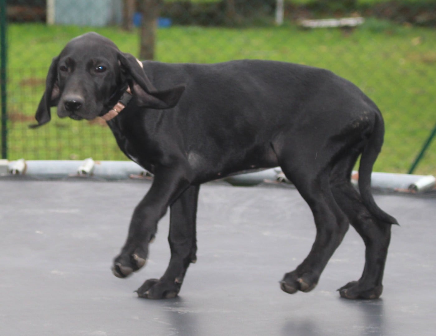 Collier rose bonbon - Avanti dit Alba